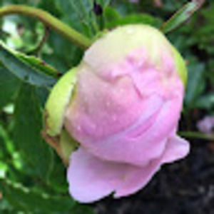 Meet your Posher, Marisa